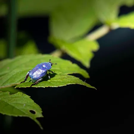 Resort Domaine Du Roc Nantais Nant